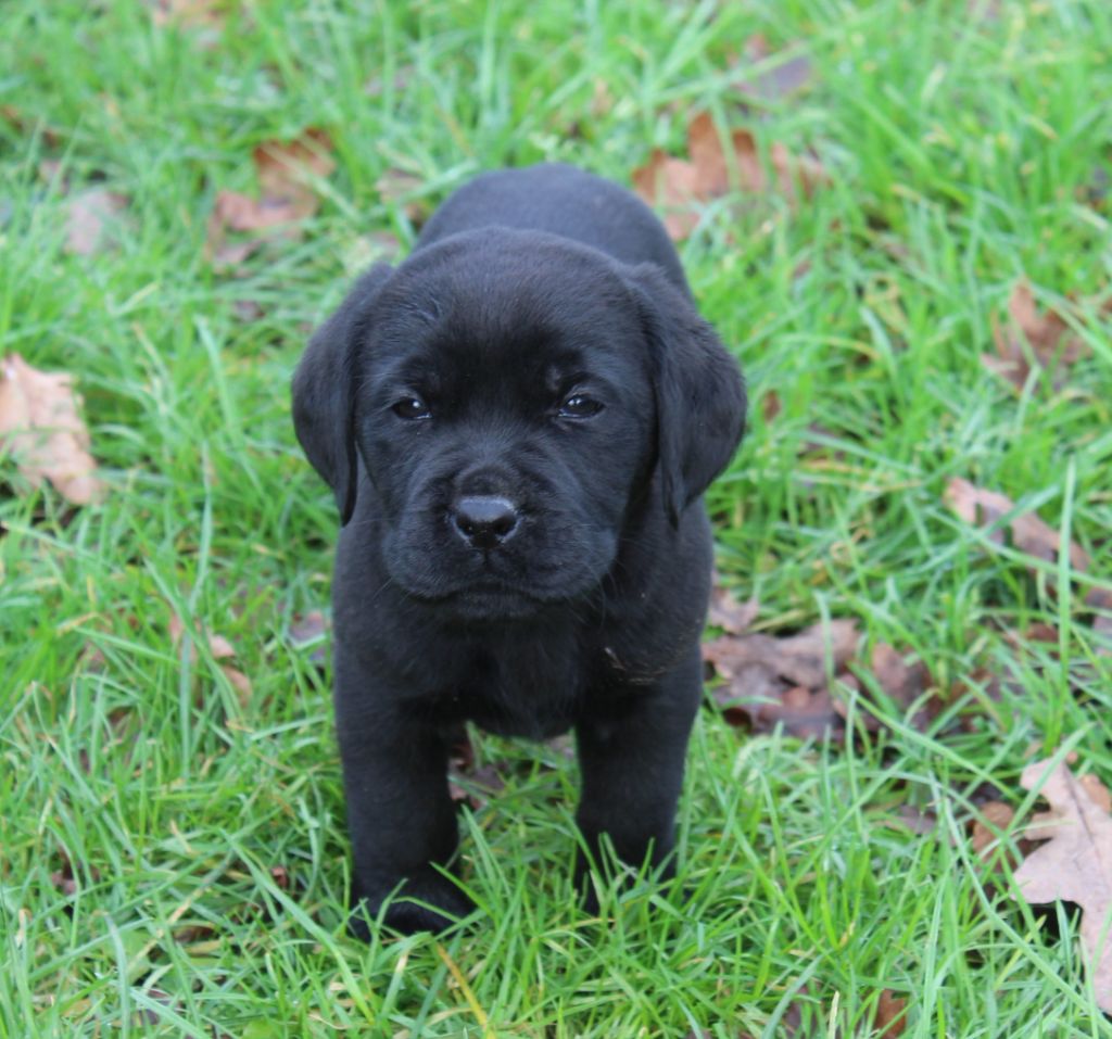 de la Pommeraie - Chiot disponible  - Labrador Retriever