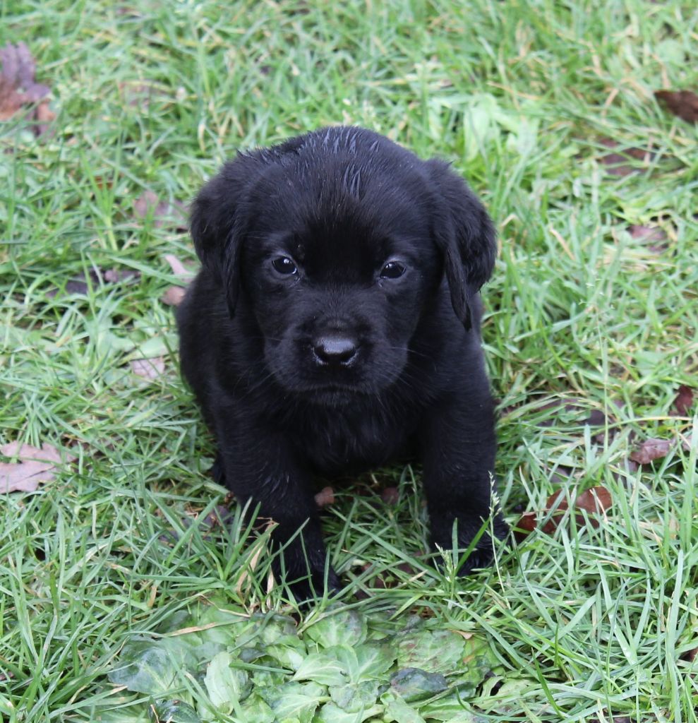 de la Pommeraie - Chiot disponible  - Labrador Retriever