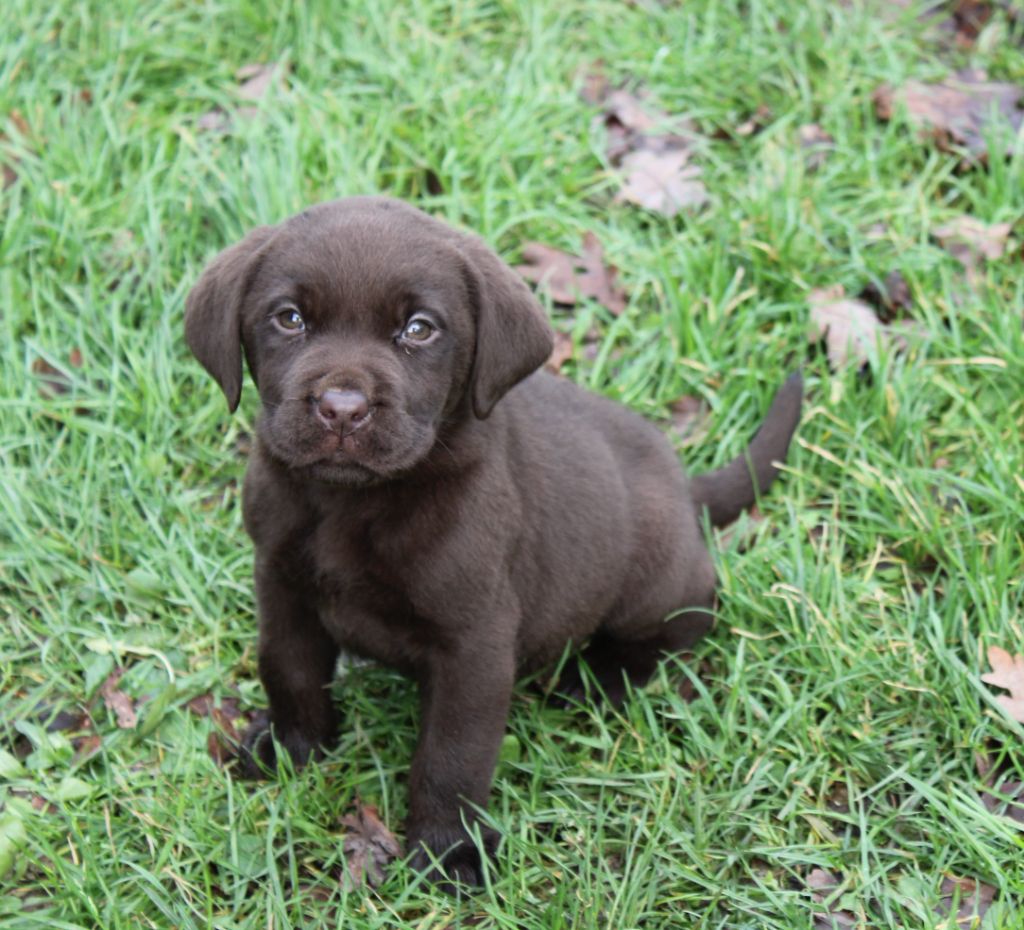 de la Pommeraie - Chiot disponible  - Labrador Retriever