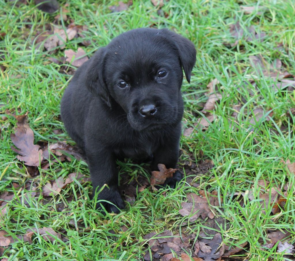 de la Pommeraie - Chiot disponible  - Labrador Retriever