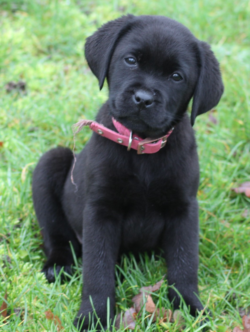 Très beaux BB'S nés le 1er Octobre 2025