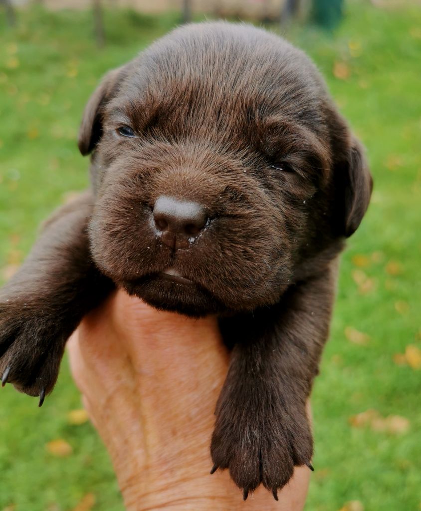 de la Pommeraie - Chiots disponibles - Labrador Retriever