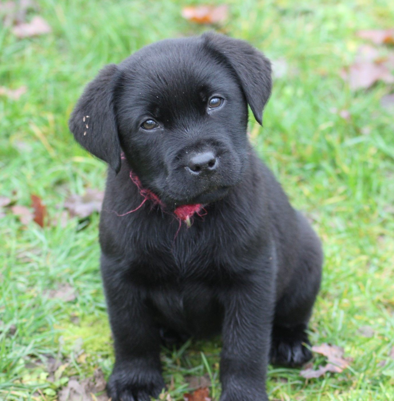 de la Pommeraie - Chiots disponibles - Labrador Retriever