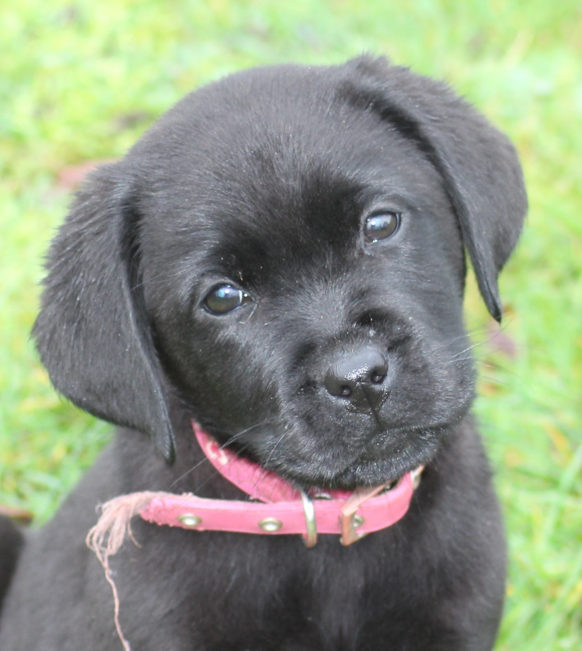 de la Pommeraie - Chiots disponibles - Labrador Retriever