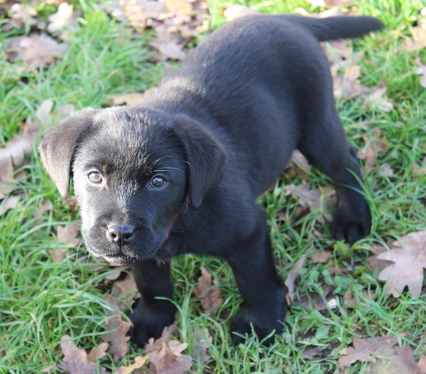 de la Pommeraie - Chiots disponibles - Labrador Retriever
