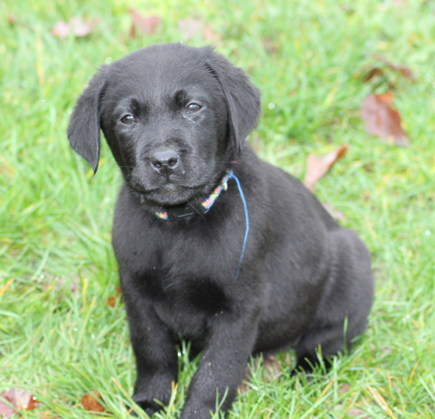 de la Pommeraie - Chiots disponibles - Labrador Retriever