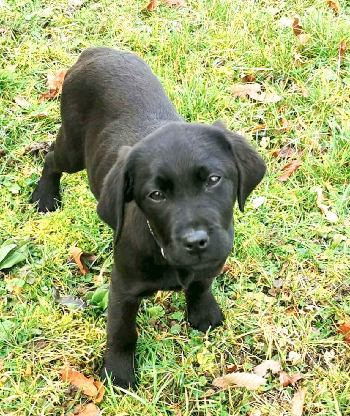 de la Pommeraie - Chiots disponibles - Labrador Retriever