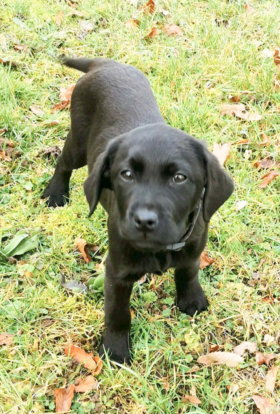 Chiot Labrador Retriever de la Pommeraie