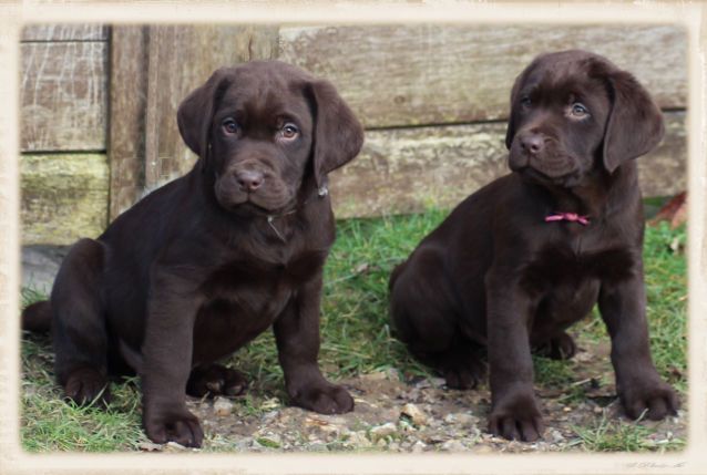 Chiot Labrador Retriever de la Pommeraie